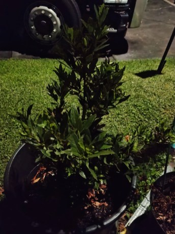 Nighttime plant photo