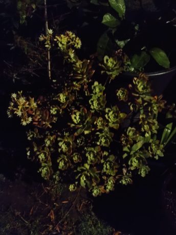 Nighttime plant photo