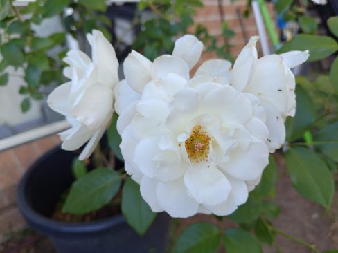 White rose